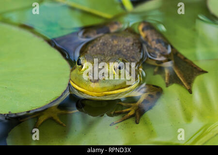 Zoologie/Tiere, Amphibien (Amphibia), Ochsenfrosch (Rana catesbeiana) in Feuchtgebieten am Hufeisensee in M, Additional-Rights - Clearance-Info - Not-Available Stockfoto