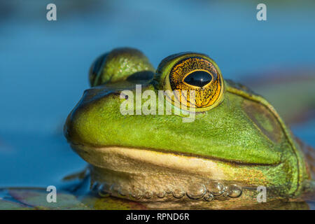 Zoologie/Tiere, Amphibien (Amphibia), Ochsenfrosch (Rana catesbeiana) in Feuchtgebieten am Hufeisensee in M, Additional-Rights - Clearance-Info - Not-Available Stockfoto