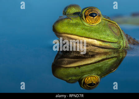 Zoologie/Tiere, Amphibien (Amphibia), Ochsenfrosch (Rana catesbeiana) und Reflexion in Feuchtgebieten auf Hors, Additional-Rights - Clearance-Info - Not-Available Stockfoto