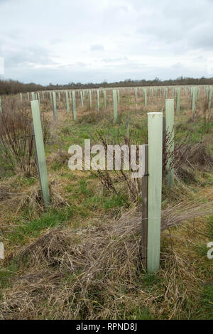 Neu gepflanzten Bäumen mit Baum Wachen in Herz von England Wald, Dorsington, Warwickshire, Großbritannien Stockfoto