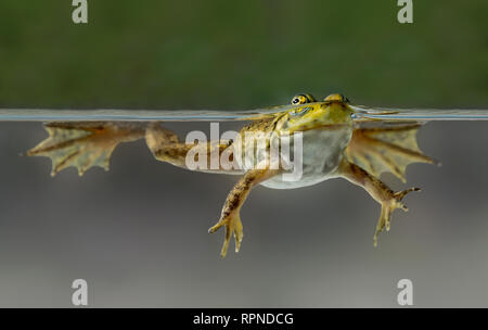 Zoologie/Tiere, Amphibien (Amphibia), Ochsenfrosch (Rana catesbeiana) Jugendlichen im Wasser, über - unter SCE-Additional-Rights Clearance-Info - Not-Available Stockfoto