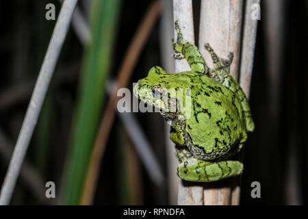 Zoologie/Tiere, Amphibien (Amphibia), Grauer Laubfrosch (Hyla versicolor) unter Feuchtgebiet Vegetation auf, Additional-Rights - Clearance-Info - Not-Available Stockfoto