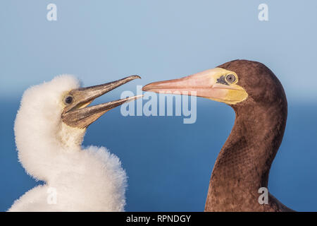 Zoologie/Tiere, Vogel/Vögeln (Aves), Brown Booby (Sula leucogaster) mit Küken im Nest auf Caym, Additional-Rights - Clearance-Info - Not-Available Stockfoto