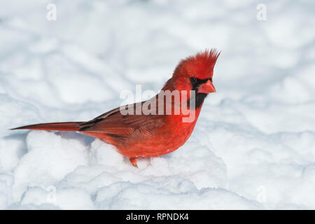 Zoologie/Tiere, Vogel/Vögeln (Aves), Männlich nördlichen Kardinal (Cardinalis cardinalis) auf Schnee in der Nähe der Th, Additional-Rights - Clearance-Info - Not-Available Stockfoto