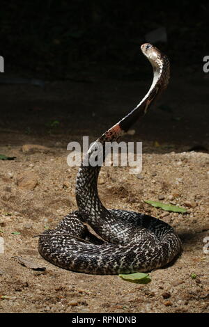 Indische Kobra (naja NAJA) Stockfoto