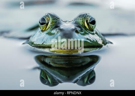 Zoologie/Tiere, Amphibien (Amphibia), Ochsenfrosch (Rana catesbeiana) und Reflexion in Feuchtgebieten auf Hors, Additional-Rights - Clearance-Info - Not-Available Stockfoto