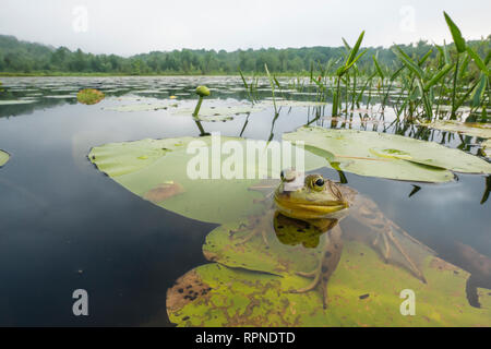 Zoologie/Tiere, Amphibien (Amphibia), Ochsenfrosch (Rana catesbeiana) unter gelb Teich lily verlässt, Additional-Rights - Clearance-Info - Not-Available Stockfoto