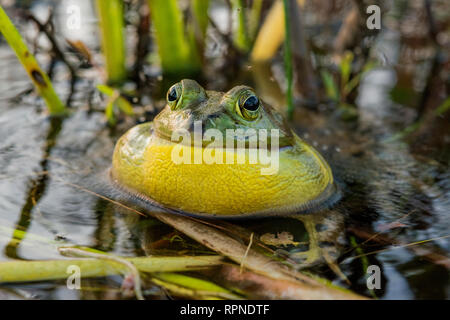 Zoologie/Tiere, Amphibien (Amphibia), Ochsenfrosch (Rana catesbeiana) mit Vocal sac aufgeblasen während Cho, Additional-Rights - Clearance-Info - Not-Available Stockfoto