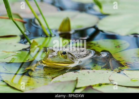 Zoologie/Tiere, Amphibien (Amphibia), Ochsenfrosch (Rana catesbeiana) in Feuchtgebieten am Hufeisensee in M, Additional-Rights - Clearance-Info - Not-Available Stockfoto