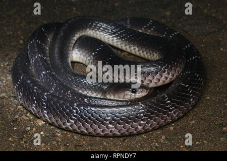 Common Krait, Bungarus caeruleus Stockfoto