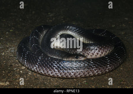 Common Krait, Bungarus caeruleus Stockfoto