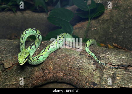 Ein älterer Name trigonocephalus, Sri Lankan Bambusotter Stockfoto