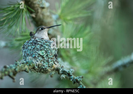 Zoologie/Tiere, Vogel/Vögeln (Aves), Weibliche Ruby-throated hummingbird (Archilochus colubris) auf Nes, Additional-Rights - Clearance-Info - Not-Available Stockfoto