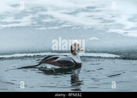 Zoologie/Tiere, Vogel/Vögeln (Aves), Eisente Drake (Clangula hyemalis) am Lake Ontario, Additional-Rights - Clearance-Info - Not-Available Stockfoto