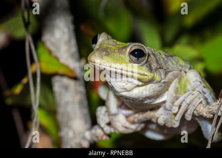 Zoologie/Tiere, Amphibien (Amphibia), Kubanische Laubfrosch (Osteopilus septentrionalis) Nachts auf dem, Additional-Rights - Clearance-Info - Not-Available Stockfoto