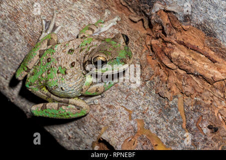 Zoologie/Tiere, Amphibien (Amphibia), Kubanische Laubfrosch (Osteopilus septentrionalis) Nachts auf dem, Additional-Rights - Clearance-Info - Not-Available Stockfoto