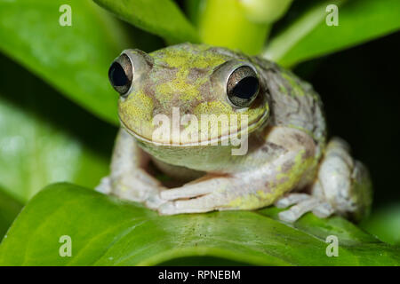 Zoologie/Tiere, Amphibien (Amphibia), Kubanische Laubfrosch (Osteopilus septentrionalis) Nachts auf dem, Additional-Rights - Clearance-Info - Not-Available Stockfoto