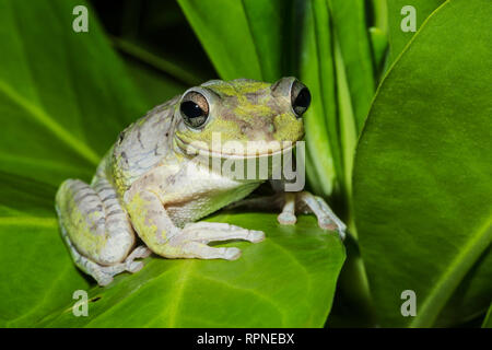 Zoologie/Tiere, Amphibien (Amphibia), Kubanische Laubfrosch (Osteopilus septentrionalis) Nachts auf dem, Additional-Rights - Clearance-Info - Not-Available Stockfoto