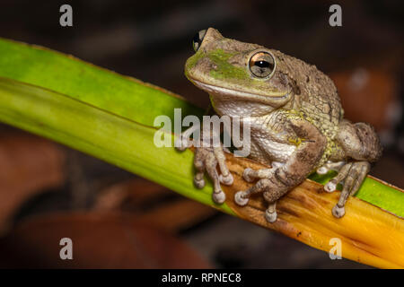 Zoologie/Tiere, Amphibien (Amphibia), Kubanische Laubfrosch (Osteopilus septentrionalis) Nachts auf dem, Additional-Rights - Clearance-Info - Not-Available Stockfoto