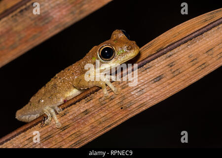 Zoologie/Tiere, Amphibien (Amphibia), Kubanische Laubfrosch (Osteopilus septentrionalis) Nachts auf dem, Additional-Rights - Clearance-Info - Not-Available Stockfoto