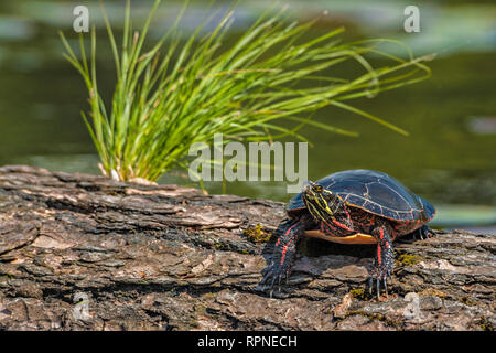 Zoologie/Tiere, Reptilien (Reptilia), Eastern Painted Turtle (Chrysemys picta) sonnen auf einer anmelden Wir, Additional-Rights - Clearance-Info - Not-Available Stockfoto