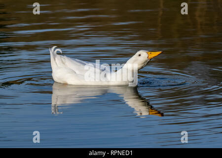 Männlich Drake schweren weißen Pekin Ente (auch als Aylesbury oder Long Island Ente bekannt) Schwimmen in einem noch ruhigen See mit Reflexion, Trinkwasser Stockfoto
