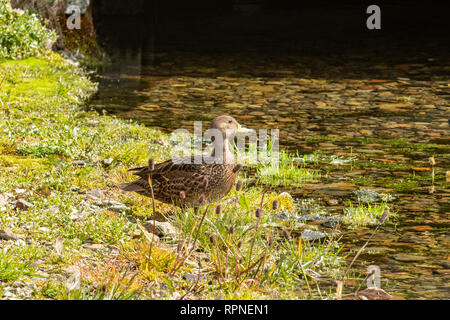 South Georgia Pintail, Anas georgica, Südgeorgien Stockfoto