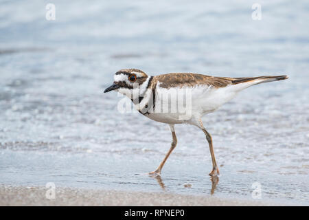 Zoologie/Tiere, Vogel/Vögeln (Aves), Killdeer (Charadrius vociferus) am Ufer des Lake Ontario an, Additional-Rights - Clearance-Info - Not-Available Stockfoto