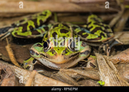 Zoologie/Tiere, Amphibien (Amphibia), Northern Leopard Frog (Rana Pipiens) mit Vocal sacs aufgeblasen, Additional-Rights - Clearance-Info - Not-Available Stockfoto