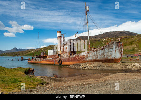 Wrack der Petrel in Grytviken, Südgeorgien Stockfoto