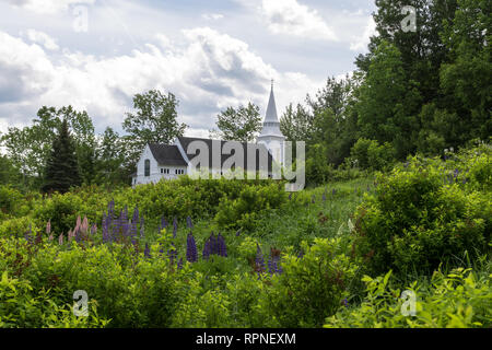 Lupinen von St. Matthäus Kapelle von Sugar Hill New Hampshire Stockfoto