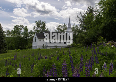 Lupinen von St. Matthäus Kapelle von Sugar Hill New Hampshire Stockfoto