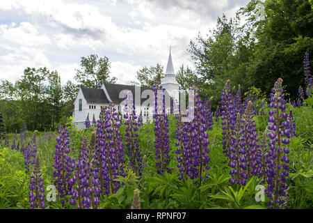 Lupinen von St. Matthäus Kapelle von Sugar Hill New Hampshire Stockfoto