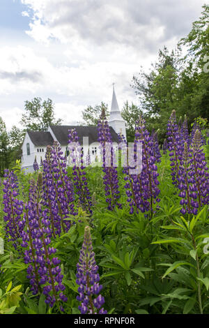 Lupinen von St. Matthäus Kapelle von Sugar Hill New Hampshire Stockfoto