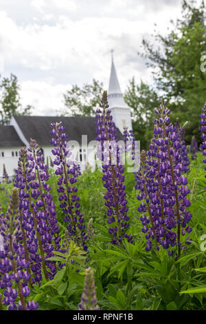 Lupinen von St. Matthäus Kapelle von Sugar Hill New Hampshire Stockfoto