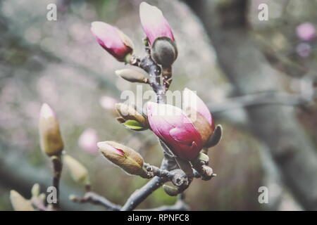 Auflösen von Magnolia Blumen in den Bäumen im Garten Stockfoto