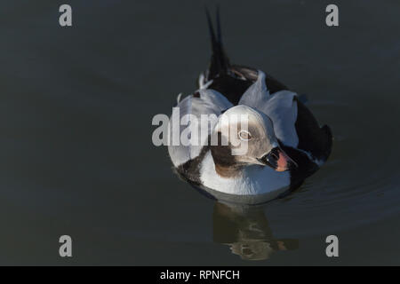 Männliche Eisente im Winter/Frühjahr Gefieder Stockfoto