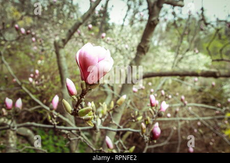 Auflösen von Magnolia Blumen in den Bäumen im Garten Stockfoto