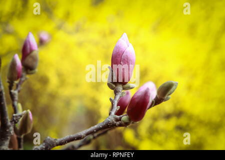 Auflösen von Magnolia Blumen in den Bäumen im Garten Stockfoto