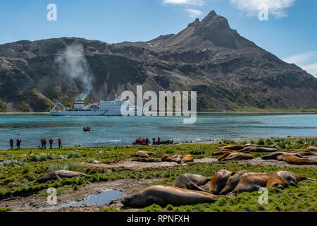 Südlichen Seeelefanten, Mirounga leonina Leonina, Grytviken, Südgeorgien Stockfoto