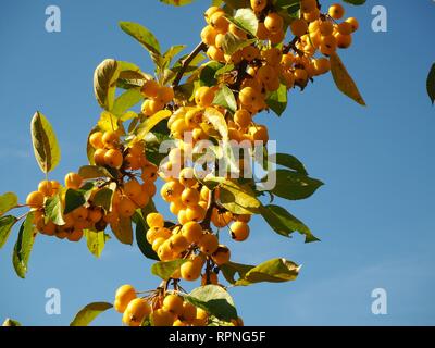 Glänzend gelb Holzapfel (Malus) auf einem Overhead Baum im Herbst mit einem klaren blauen Himmel Hintergrund Stockfoto