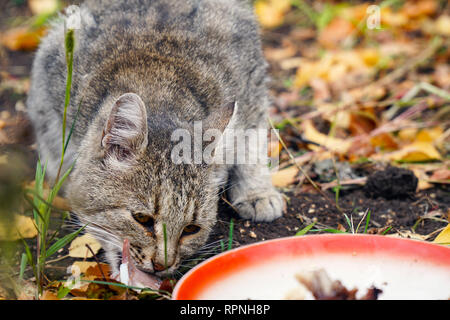 Katze, essen ihre Nahrung auf dem Hintergrund der Blätter im Herbst Stockfoto