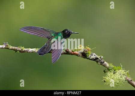 Turmalin Sunangel Kolibri mit Flügeln in Ecuador gestreckt Stockfoto
