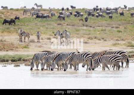 Gemeinsame oder Ebenen Zebras (Equus quagga) Herde, Trinkwasser mit während der großen Migration, Ngorongoro Krater Nationalpark, Tansania Stockfoto