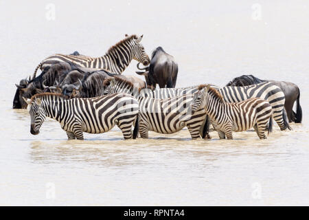 Gemeinsame oder Ebenen Zebras (Equus quagga) Herde, Trinkwasser mit während der großen Migration, Ngorongoro Krater Nationalpark, Tansania Stockfoto