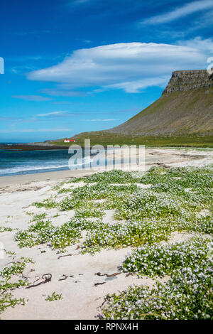 Arctic Sea-Rakete (cakile arctica) blühen auf dem sandigen Strand an der Breidavik. Latrabjarg Halbinsel, Westfjorde, Island. Stockfoto