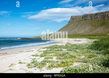 Arctic Sea-Rakete (cakile arctica) blühen auf dem sandigen Strand an der Breidavik. Latrabjarg Halbinsel, Westfjorde, Island. Stockfoto