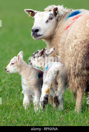 Ein Mutterschaf mit Lämmern in einem Feld in Northumberland sind Kunststoff beschichtet, um sie vor Witterungseinflüssen zu schützen. Stockfoto