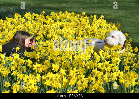 Ein Mädchen (Name nicht gegeben, aber die Erlaubnis erteilt) nimmt ein Foto Ihres Hundes mit Narzissen im St. James Park in London. Stockfoto