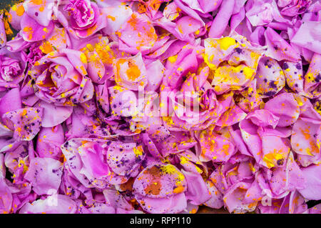Blühende Rosen mit violetten und gelben Pulver, Blumen Hintergrund Stockfoto